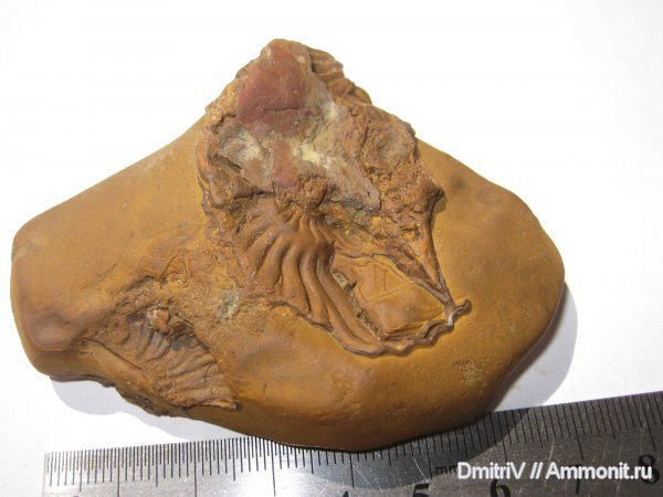 аммониты, отпечатки, Ammonites