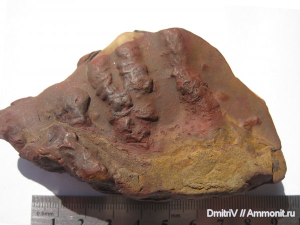 ?, ichnofossils