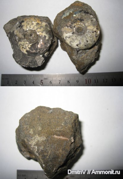 аммониты, Craspedites, Ammonites, Craspedites nodiger, иглы морских ежей