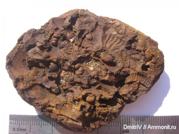 аммониты, гастроподы, Ammonites