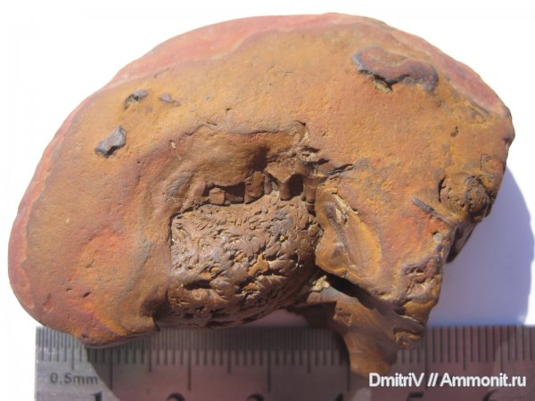 конкреции, лопастные линии