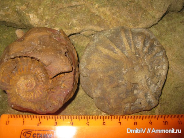 иглокожие, отпечатки, ихнофоссилии