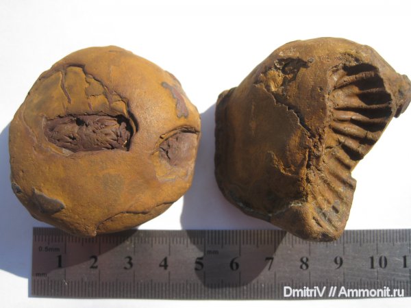 аммониты, конкреции, отпечатки, Ammonites, лопастные линии