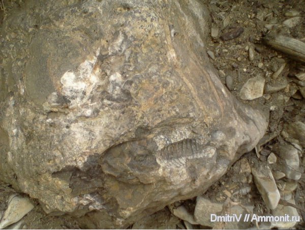 аммониты, гастроподы, двустворки, конкреции, отпечатки, Ammonites