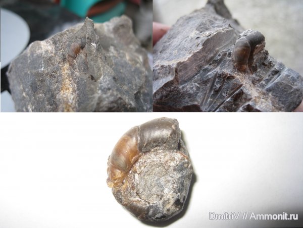 конкреции, Gaudryceras