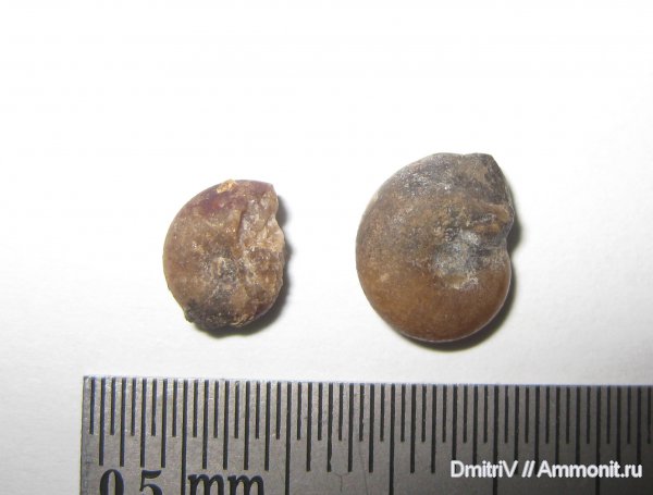 аммониты, конкреции, Ammonites