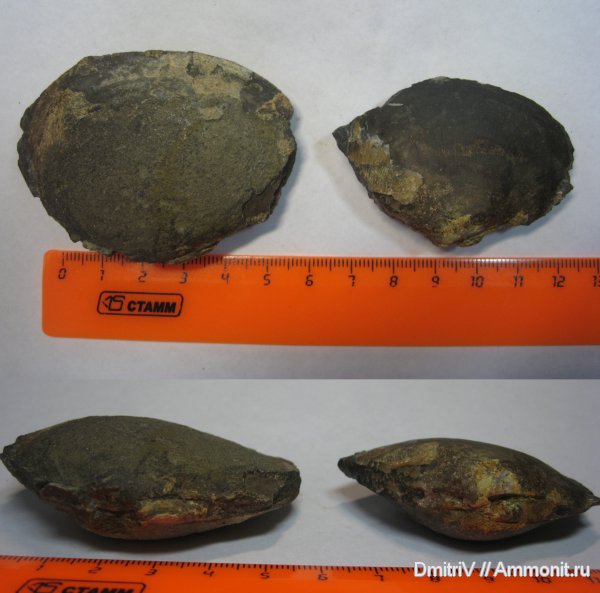 двустворчатые моллюски, конкреции