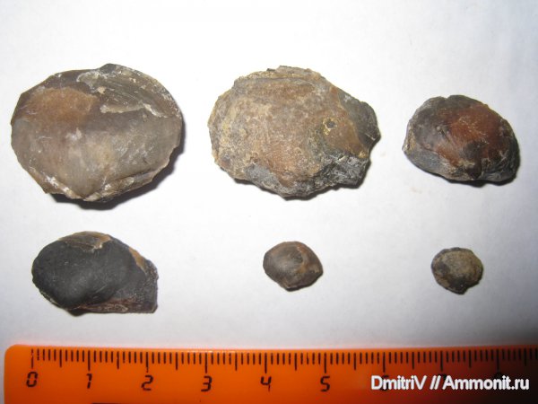 двустворчатые моллюски, конкреции