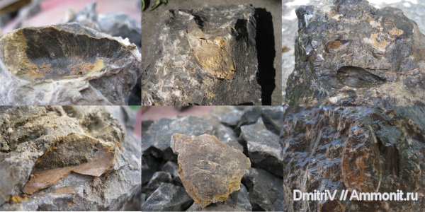 двустворчатые моллюски, конкреции