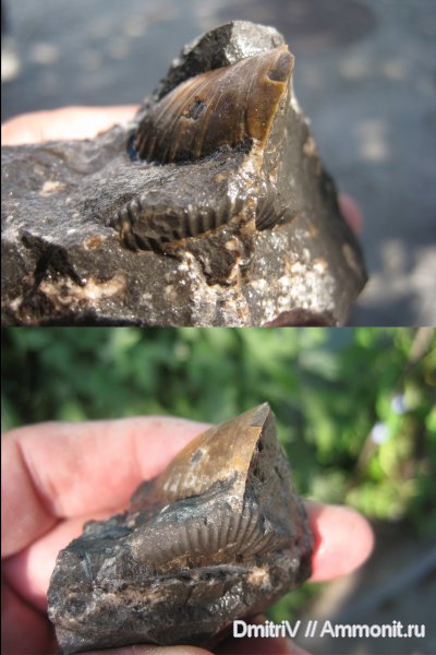 двустворчатые моллюски, конкреции