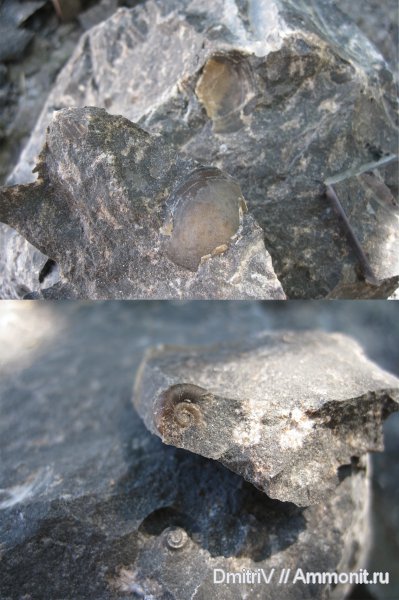 двустворчатые моллюски, конкреции