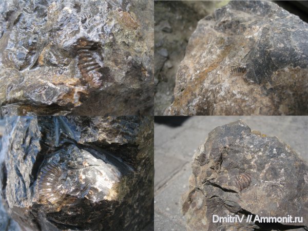 аммониты, конкреции, Ammonites