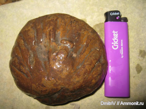 ихнофоссилии, Stelloglyphus