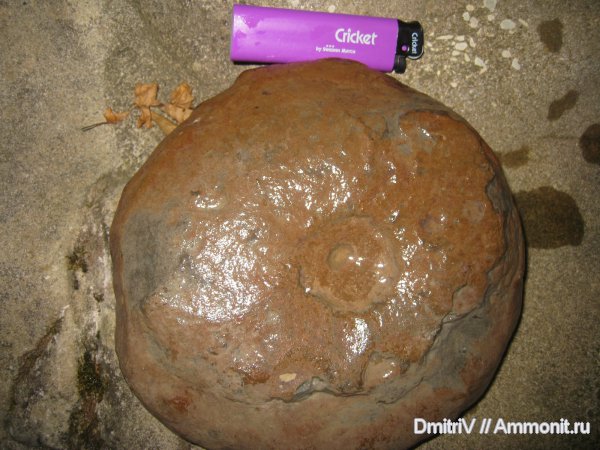 ихнофоссилии