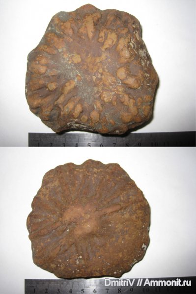 ихнофоссилии, Stelloglyphus