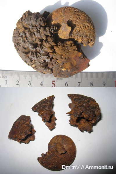 лопастные линии