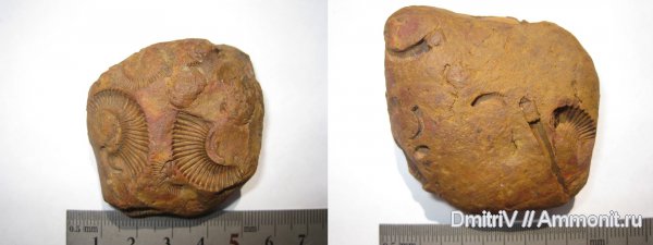 аммониты, отпечатки, Ammonites