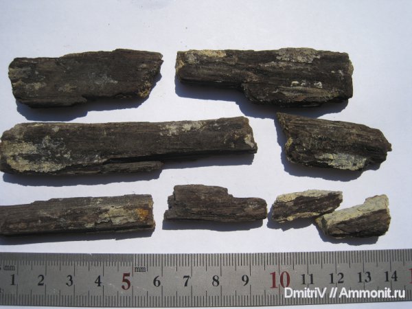 окаменевшее дерево