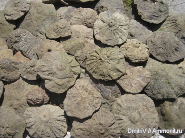 ?, ихнофоссилии, ichnofossils