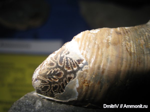 лопастные линии