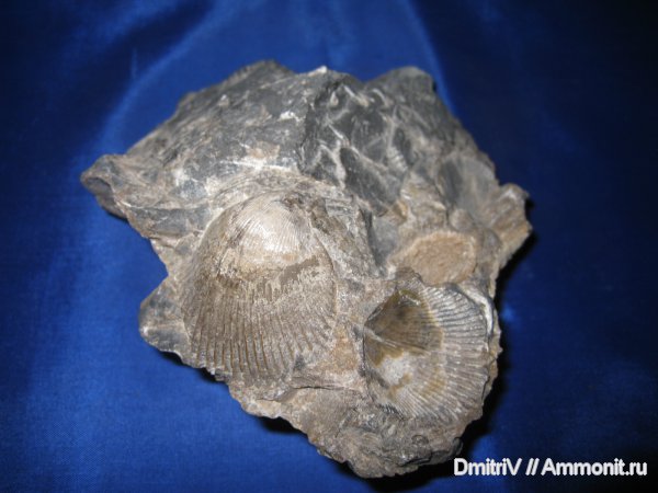 двустворки