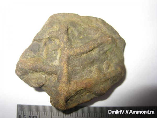 ихнофоссилии