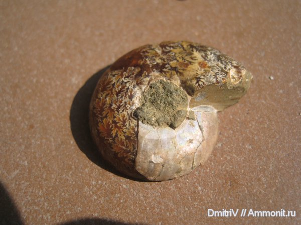 Мадагаскар, Cleoniceras