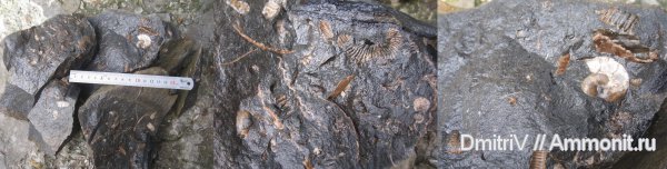 аммониты, конкреции, Ammonites