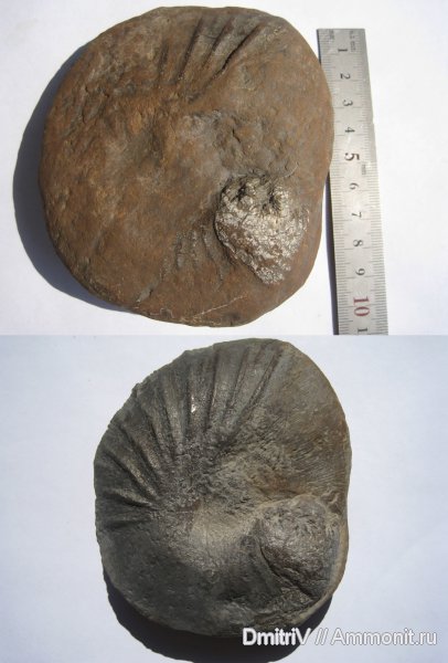 жилая камера, Phyllopachyceras