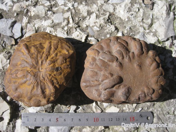 ихнофоссилии, Stelloglyphus