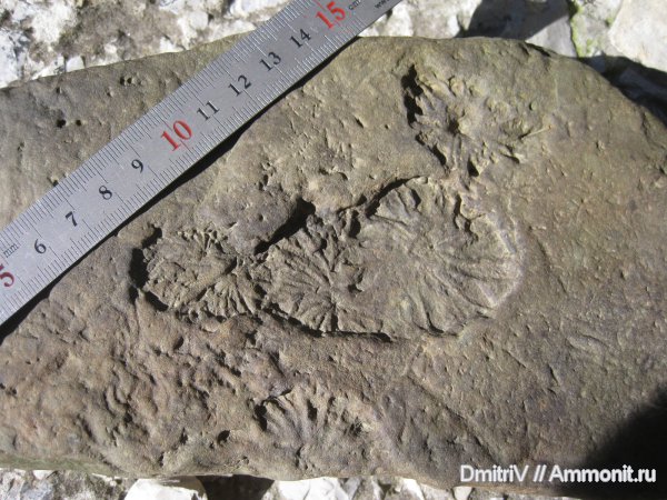 ?, ихнофоссилии, Stelloglyphus