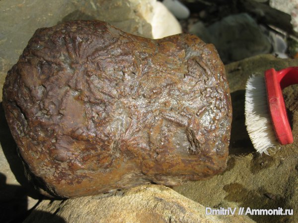 ихнофоссилии, Stelloglyphus