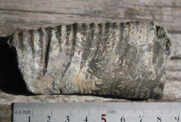 гетероморфные аммониты, heteromorph ammonites