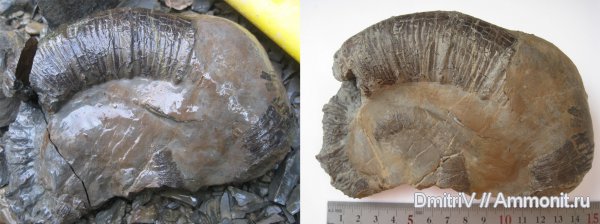 гетероморфные аммониты, Crioceratites, Crioceratites munieri, heteromorph ammonites