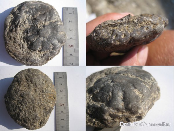 кораллы, ихнофоссилии, Stylina, Stelloglyphus