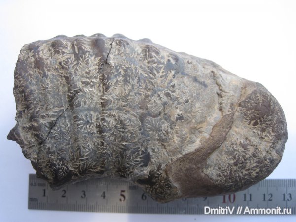 лопастные линии