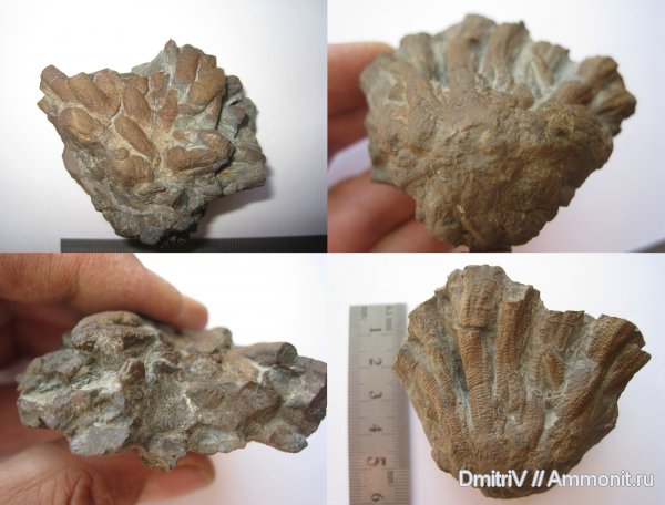 ихнофоссилии, Stelloglyphus