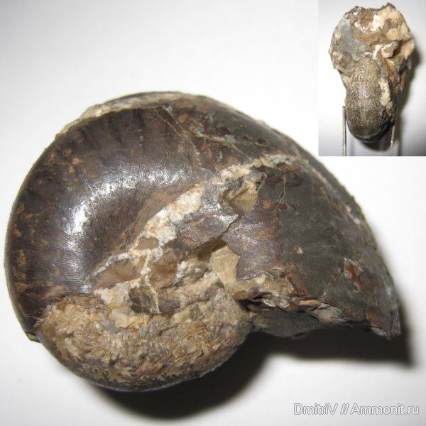 Phylloceratidae, Phylloceratina