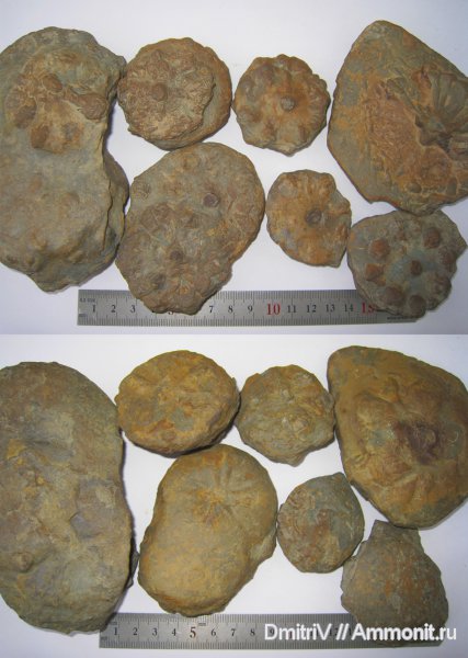 ихнофоссилии