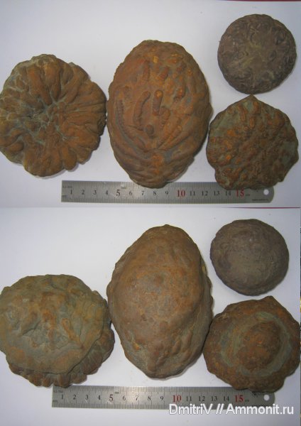 ихнофоссилии