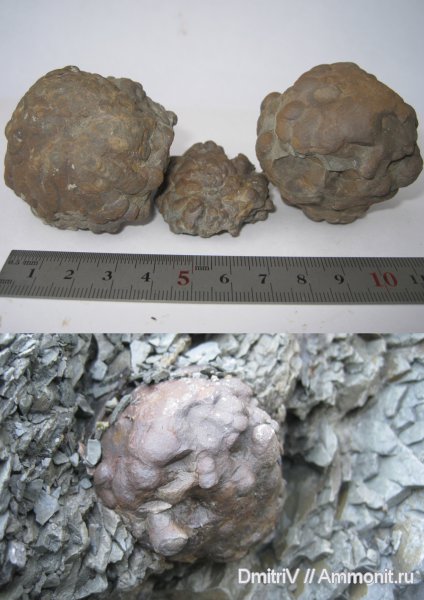 ихнофоссилии