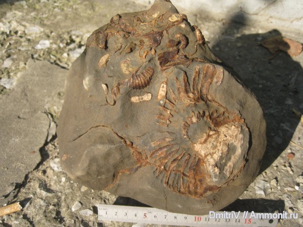 аммониты, Ammonites