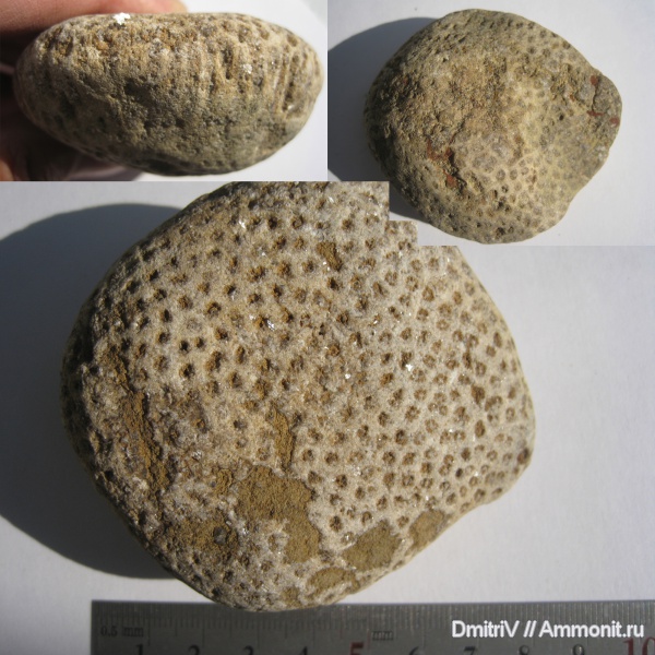 кораллы, р. Дефань