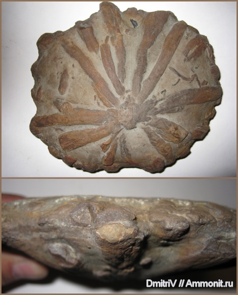 ихнофоссилии, Stelloglyphus