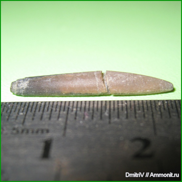 белемниты, belemnites