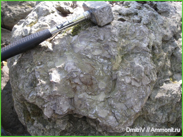 брахиоподы