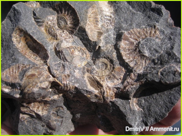 аммониты, Ammonites