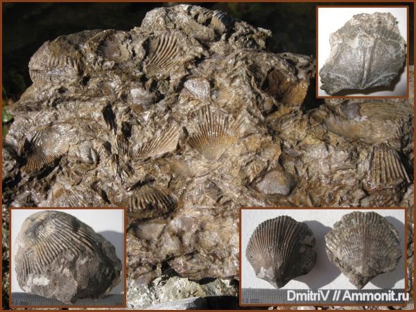 брахиоподы