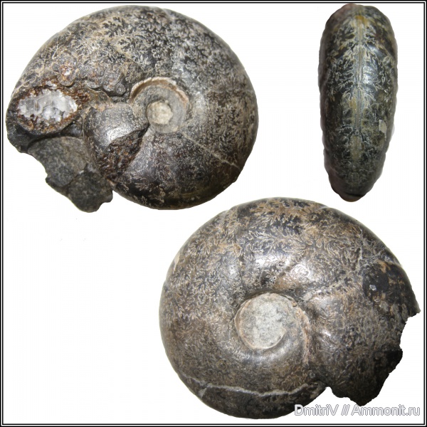 лопастные линии, Salfeldiella guettardi, Salfeldiella, р. Дефань