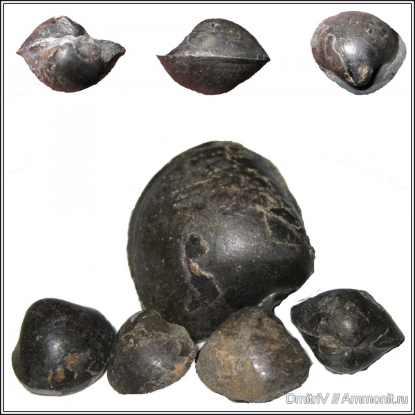 двустворчатые моллюски